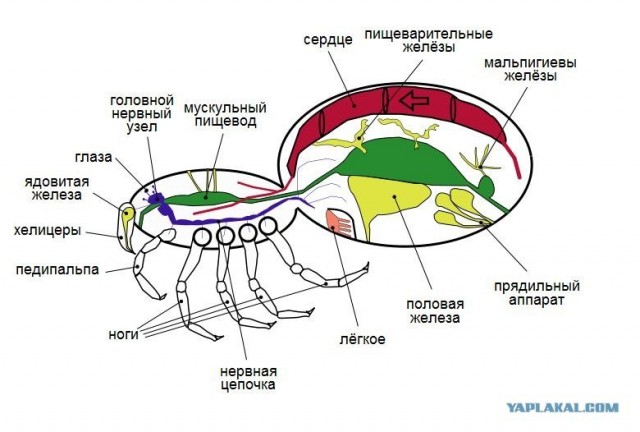 Паучок