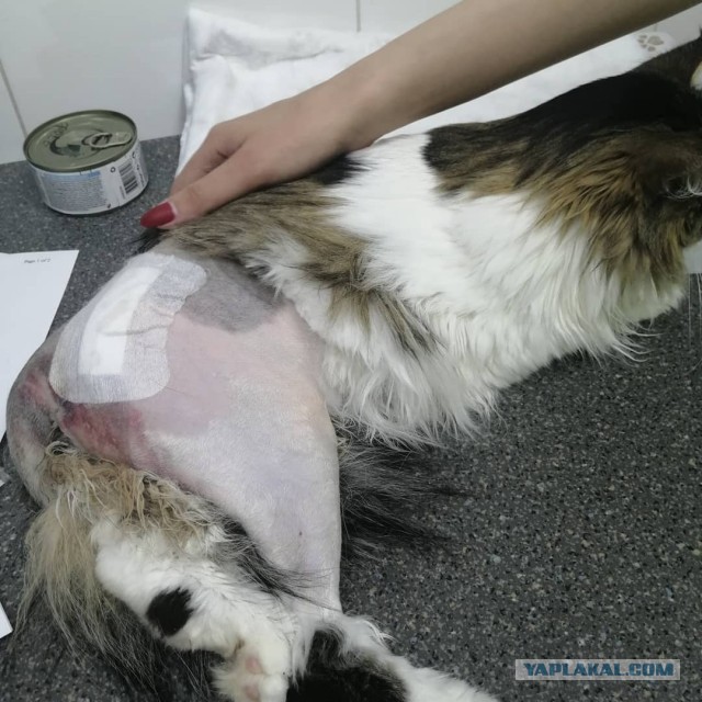 Спасение рядового Котейкина