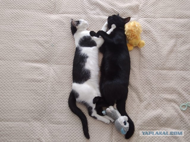 Последний котовторник лета