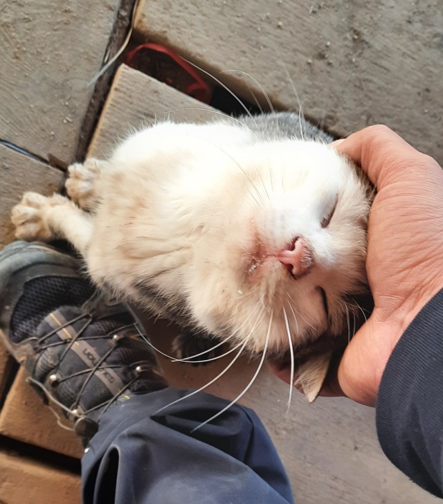 Котовторник