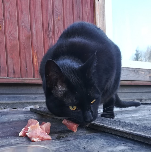 Кот который прожил жизнь