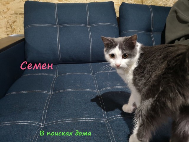Жизнь домашнего приюта "Котоленд" 309