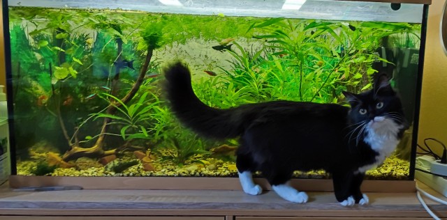 Котовторнику быть