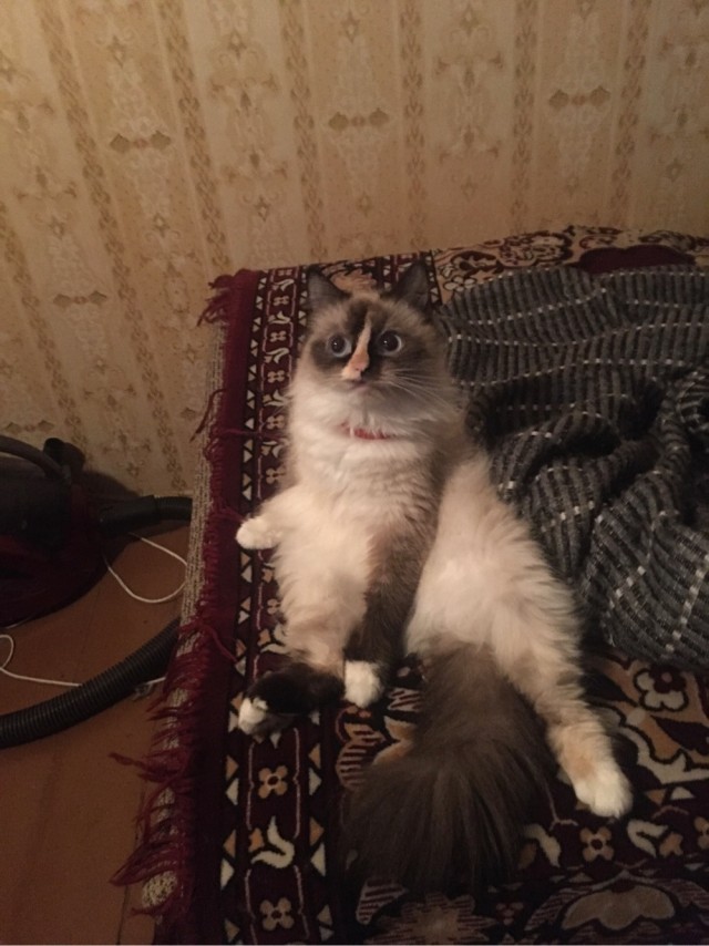 Что-то котовторник никто не начинает...