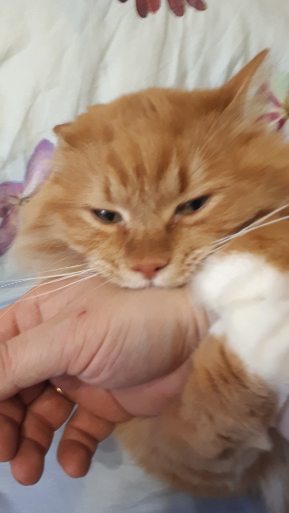 Котовторник. Февраль