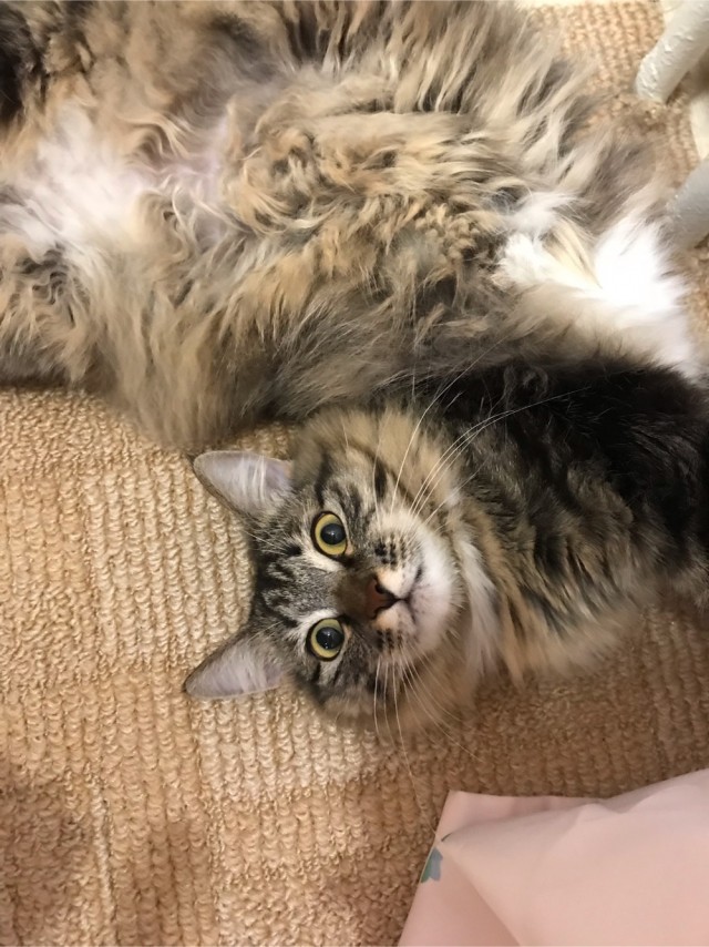 Котовторник