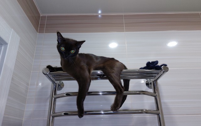 Ну, поехали в котоввторник!