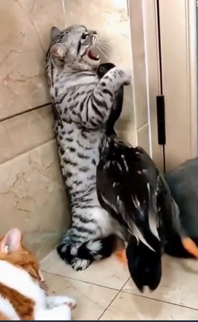 Офигевшая утка