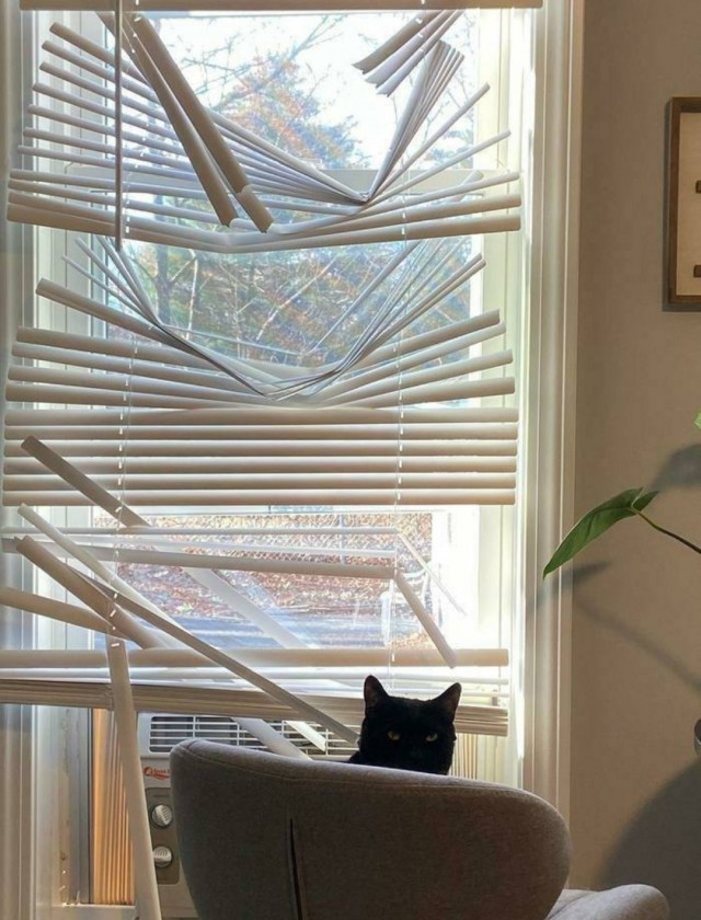 Котовторник! Пара фоток суровых котов.