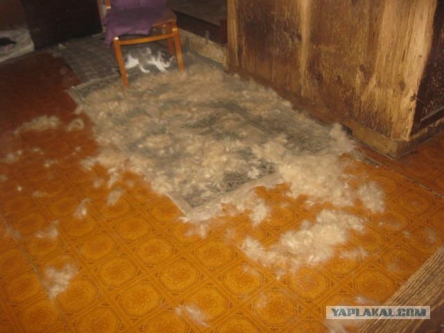 Жизнь домашнего приюта для котеек 397