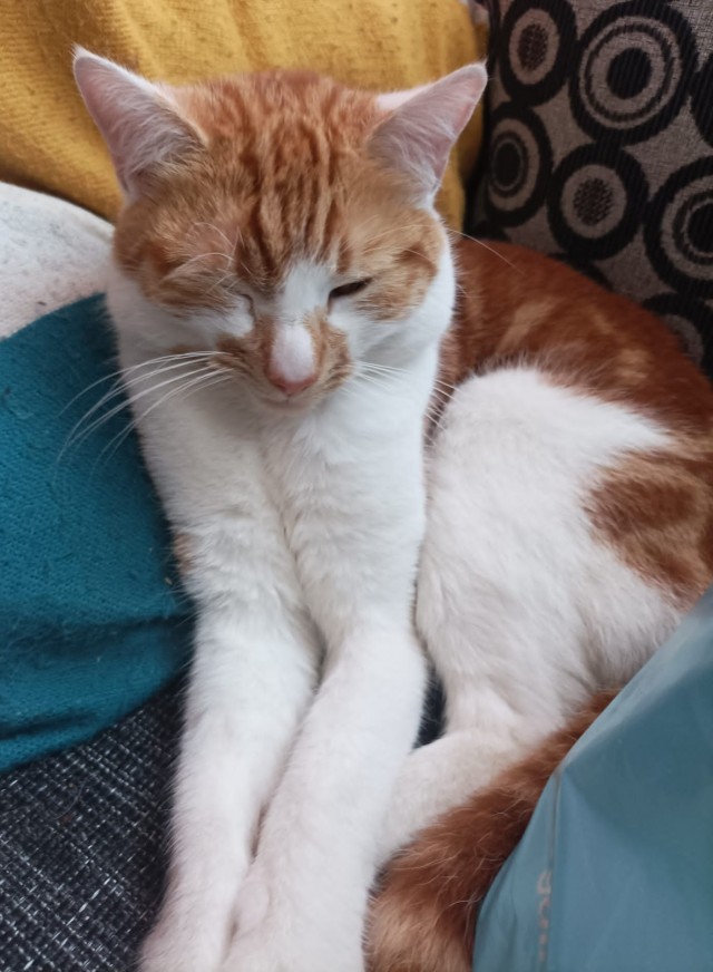 Лето и коты