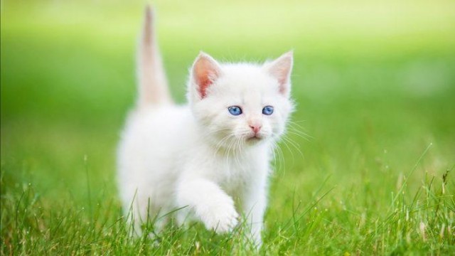 Дадим имя коту!?