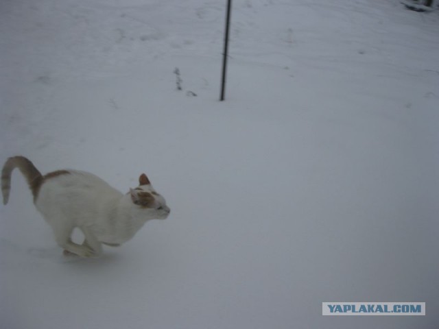 Жизнь домашнего приюта для котеек 437