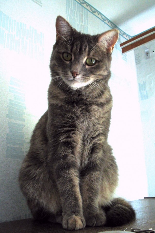 Котовторник! 16+ Коллеги-рабы, отмечаемся, у кого хозяину много лет!