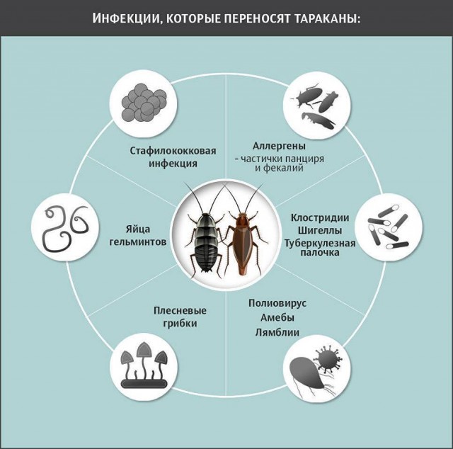 15 интересных фактов о тараканах, которые вы могли не знать
