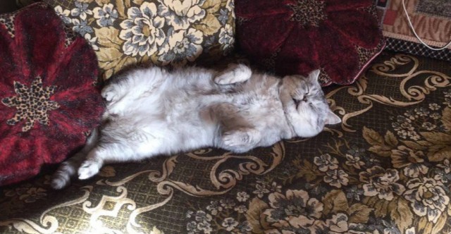 Откуда у котов курдюк и зачем он нужен?