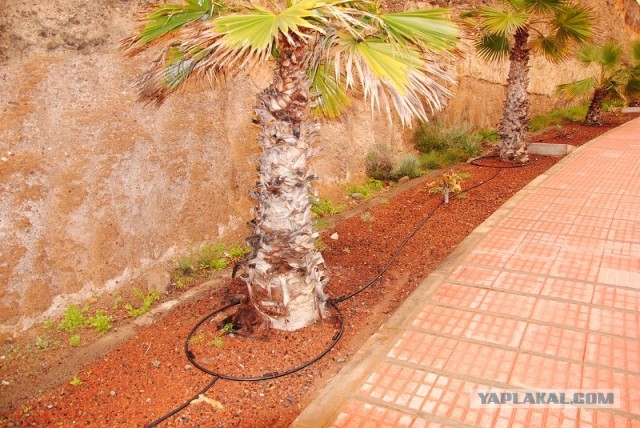 Хочу дачу на канарах!