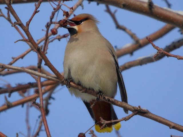 Свиристели, свиристели... пообедать прилетели!