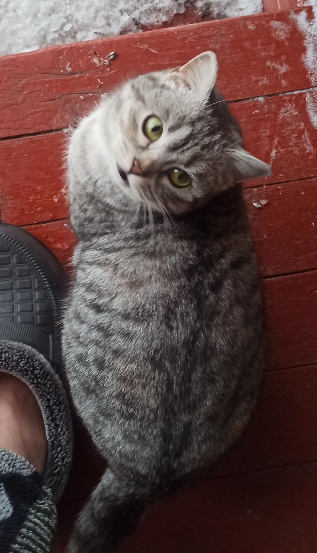 Всем кота за мой счёт. Я настаиваю