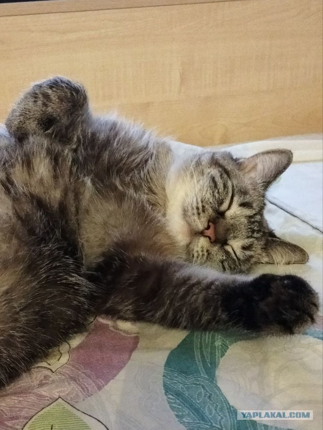 Всем кота за мой счёт. Я настаиваю