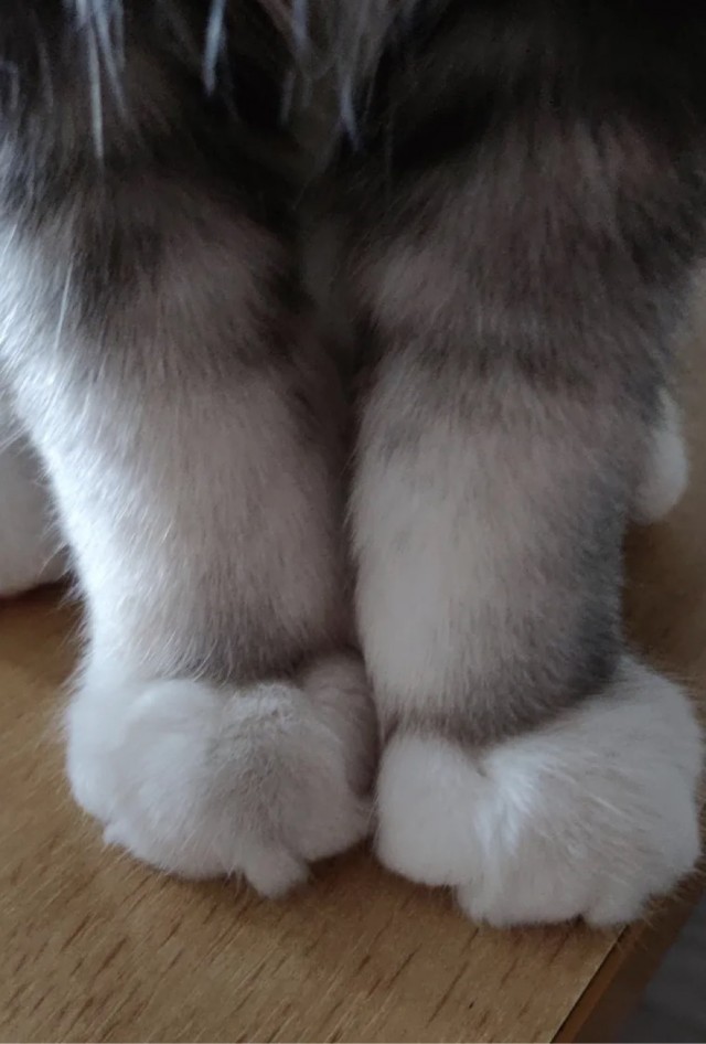 А у нас лапки
