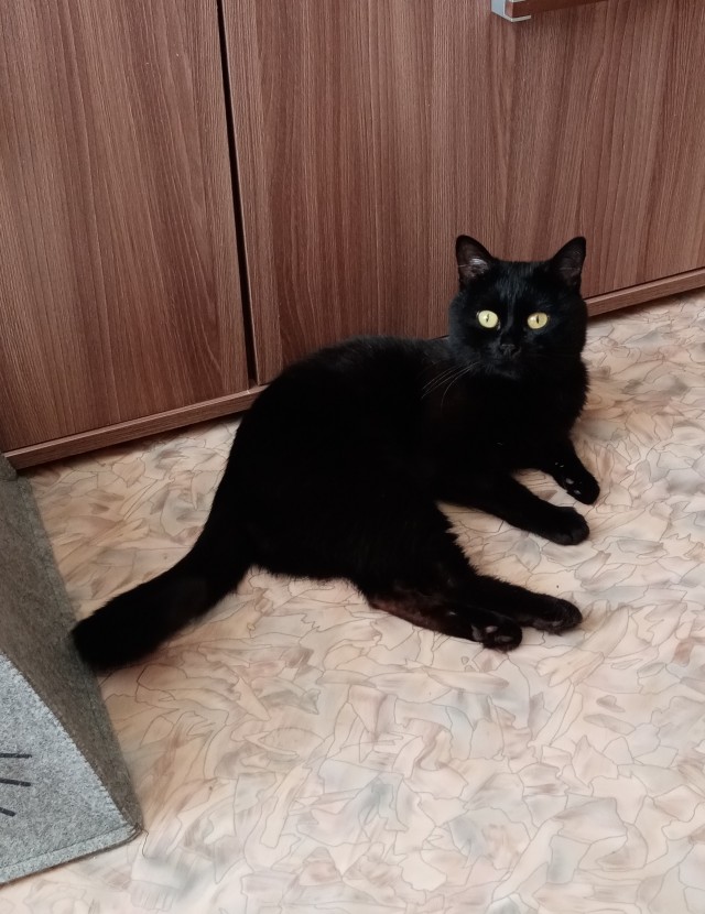 Жизнь домашнего приюта "Котоленд" 435