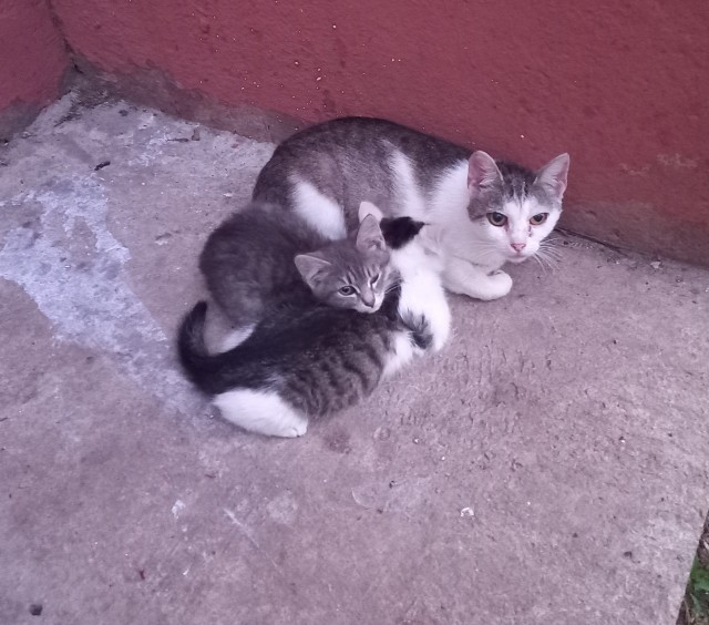 Котовторник же!