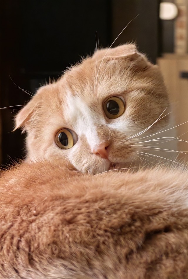 Котовторник!