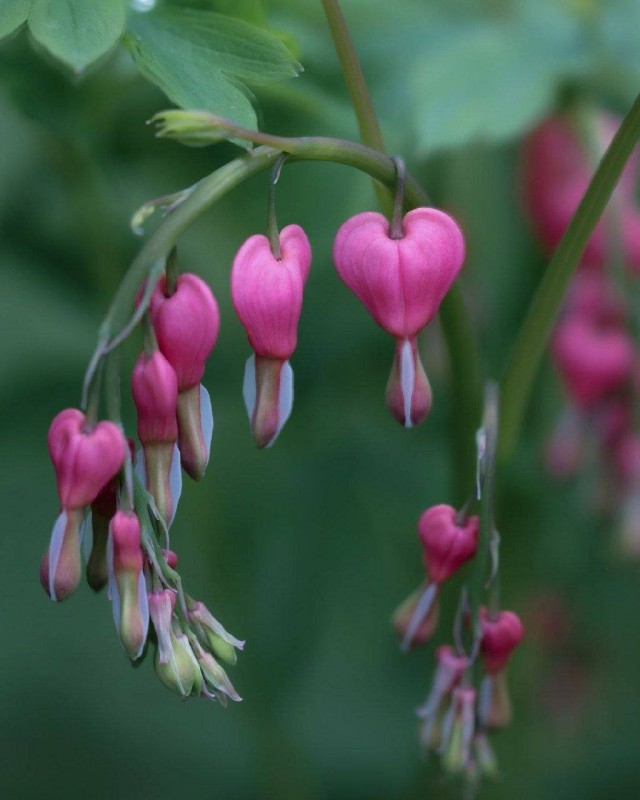 В Москве расцвело «Разбитое сердце»: