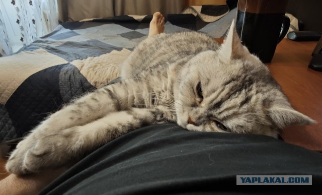 Это что, котовторник?
