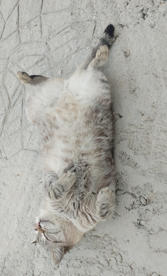 Котик из мусорного бака
