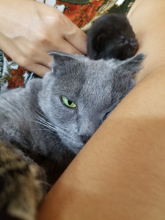 Котовторник