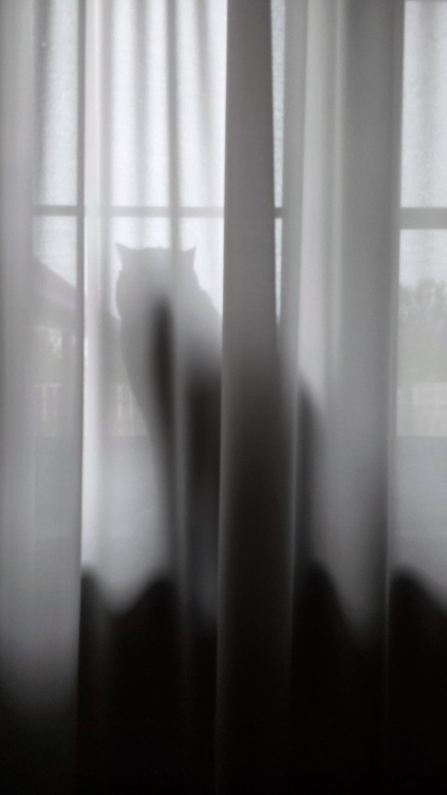 Котовторник