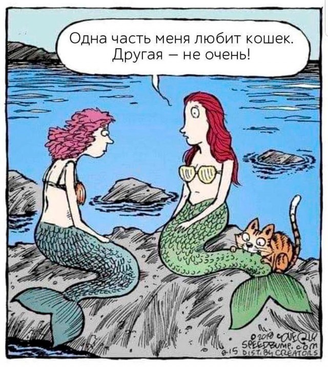 Котик потерялся