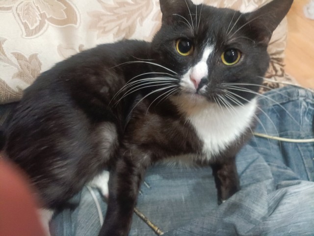 Друзья (котовторник)