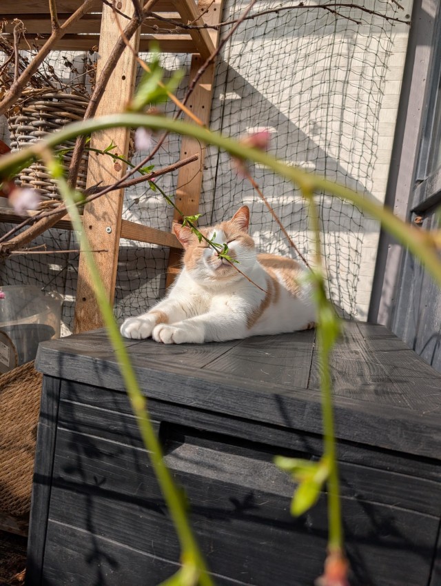 Рыжий кот рад весеннему теплу