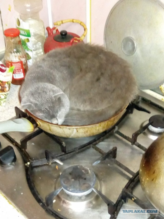 Принимайте в ряды вислоухих