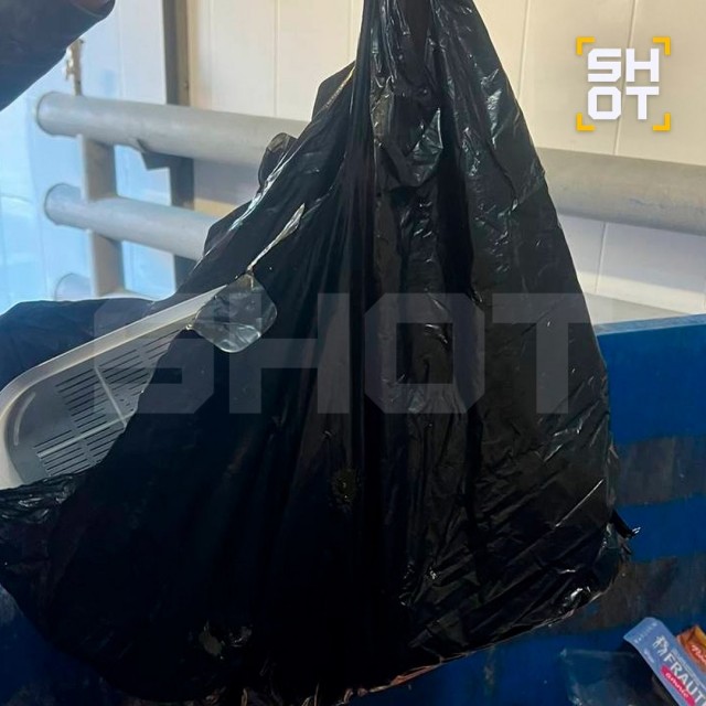Женщина выбросила котёнка в завязанном пакете в мусорку в Екатеринбурге