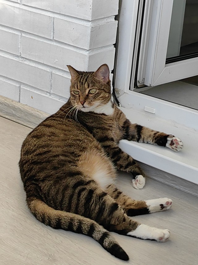 Котовторник 29.09.2026