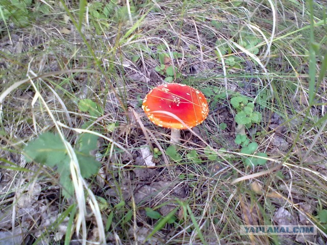 Выбрались за грибами.