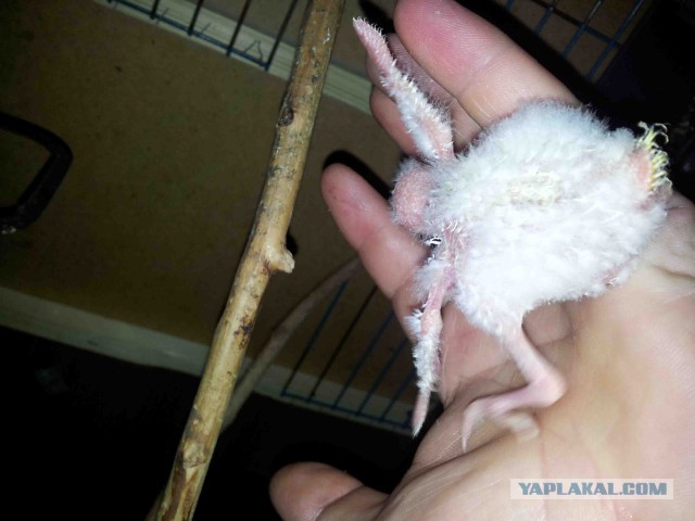 Как я попуганов размножала