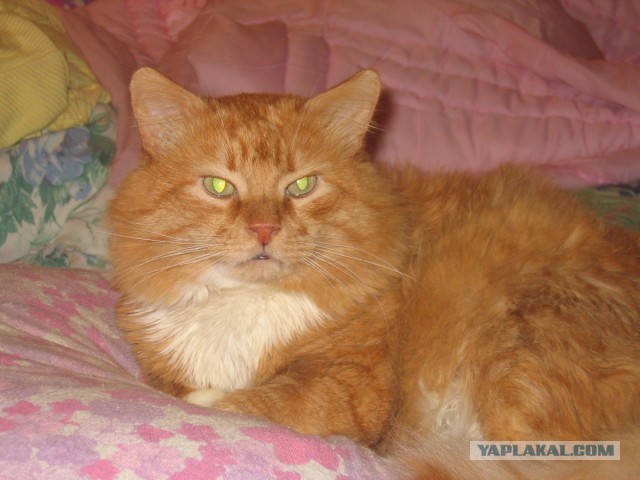 Котовторник 20.05.2014