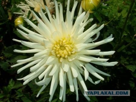 Хочу на дачу