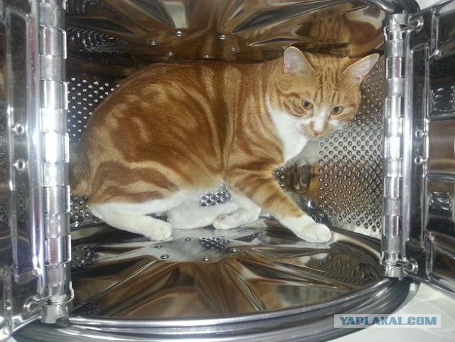 Коты, которые всегда рады помочь своему хозяину