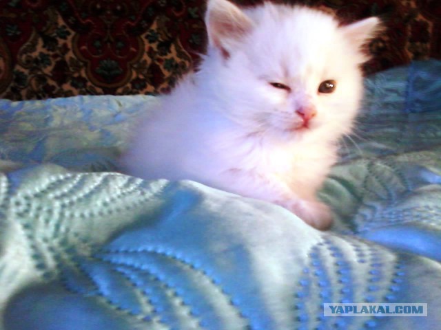 Детки животных