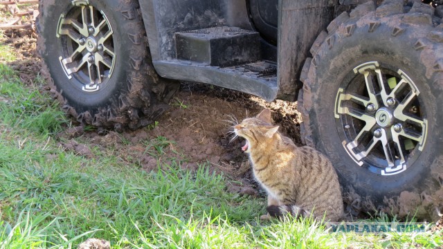 Котовторник