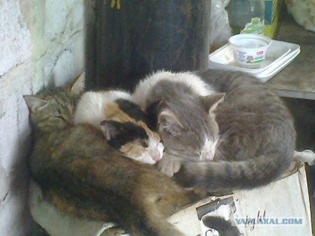 Котовторник