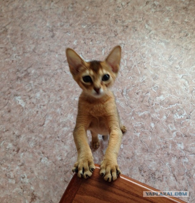 Котовторник 16.06.2015., Котовторник наступил!