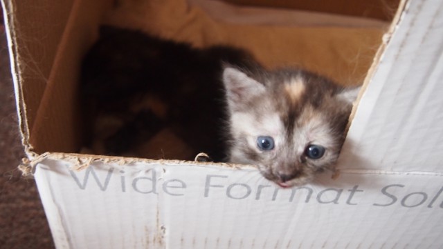 Котовторник 7.07.2015