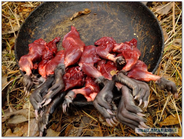 Водяной кролик